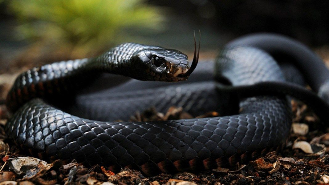 Top 5 Deadliest Snakes